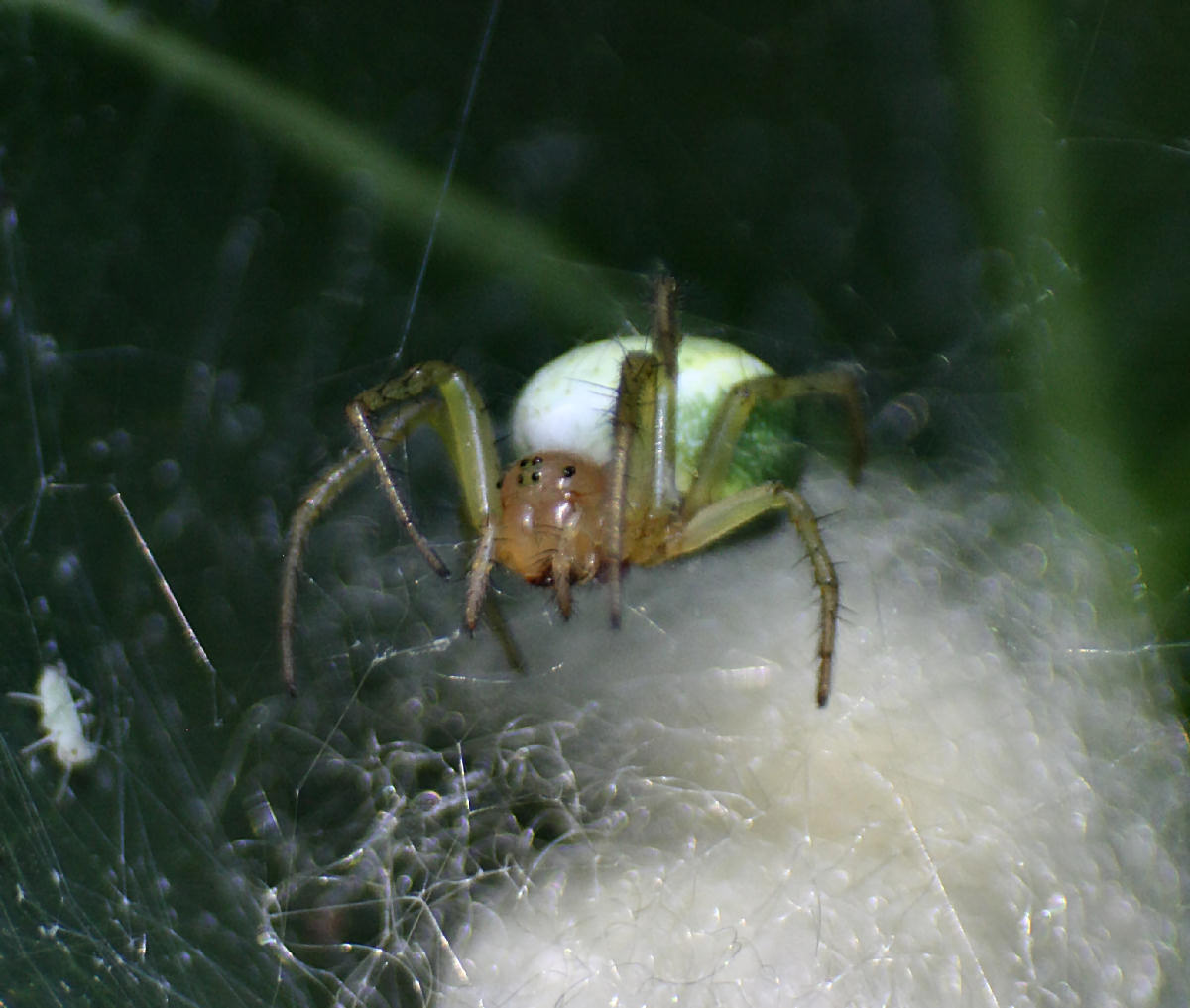 Araniella sp. - Lesmo (MB)